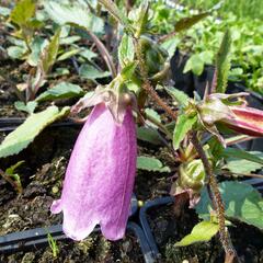 Zvonek tečkovaný 'Beetroot' - Campanula punctata 'Beetroot'