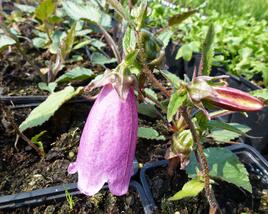Zvonek tečkovaný 'Beetroot'