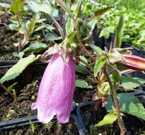 Zvonek tečkovaný 'Beetroot' - Campanula punctata 'Beetroot'