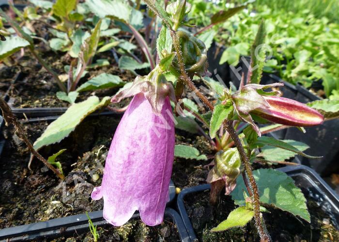 Zvonek tečkovaný 'Beetroot' - Campanula punctata 'Beetroot'