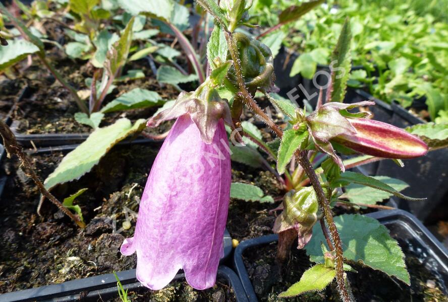 Zvonek tečkovaný 'Beetroot' - Campanula punctata 'Beetroot'