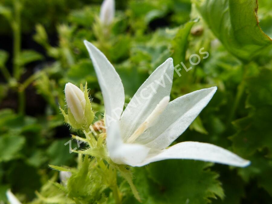 Zvonek Poscharkův 'Silberregen' - Campanula poscharskyana 'Silberregen'
