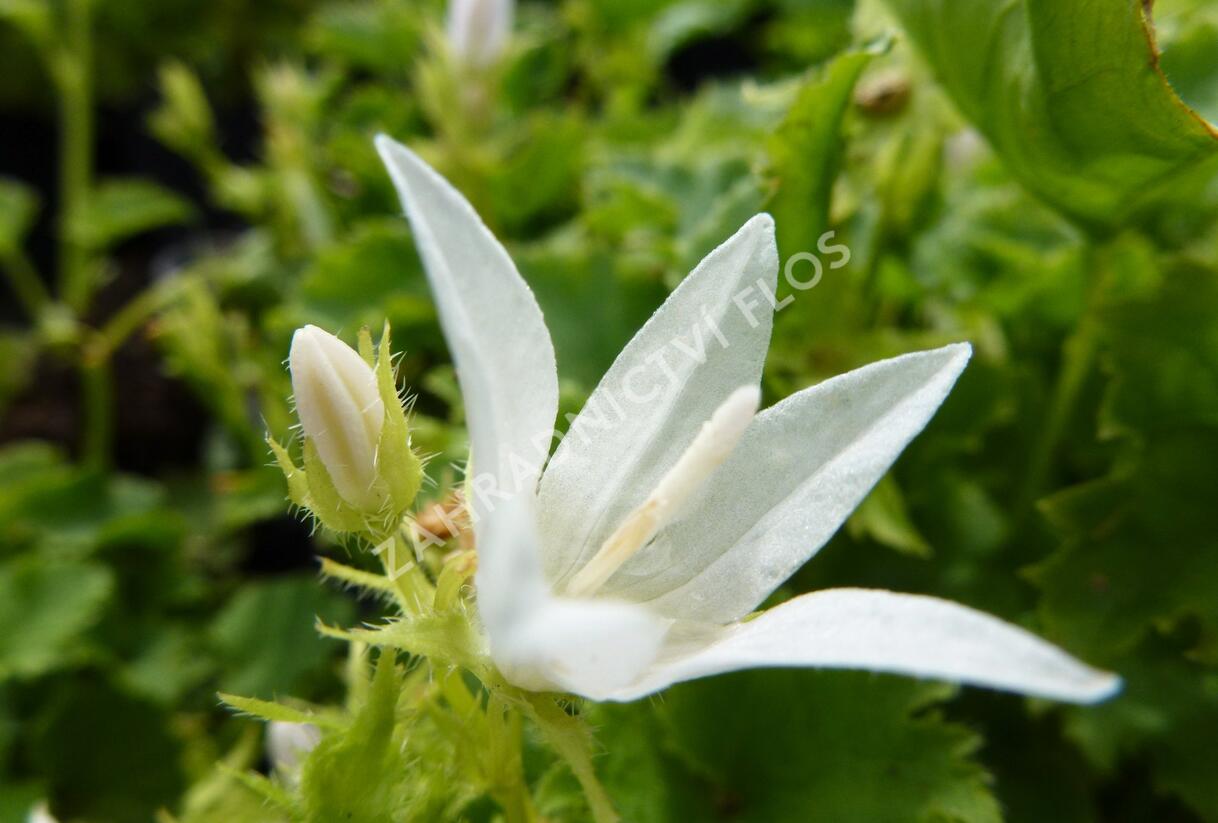 Zvonek Poscharkův 'Silberregen' - Campanula poscharskyana 'Silberregen'