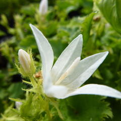 Zvonek Poscharkův 'Silberregen' - Campanula poscharskyana 'Silberregen'