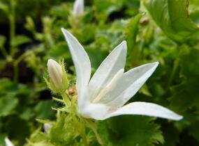 Zvonek Poscharkův 'Silberregen' - Campanula poscharskyana 'Silberregen'