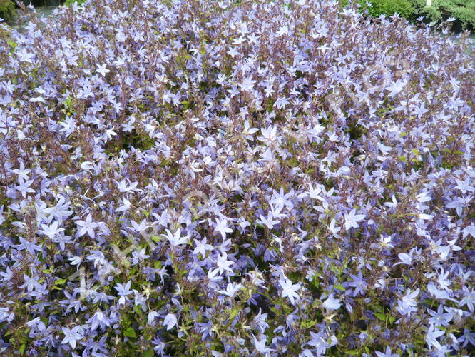 Zvonek Poscharkův 'Silberregen' - Campanula poscharskyana 'Silberregen'
