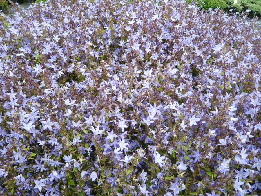 Zvonek Poscharkův 'Silberregen' - Campanula poscharskyana 'Silberregen'