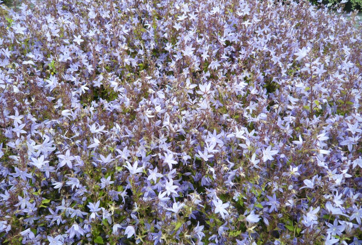 Zvonek Poscharkův 'Silberregen' - Campanula poscharskyana 'Silberregen'