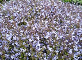Zvonek Poscharkův 'Silberregen' - Campanula poscharskyana 'Silberregen'