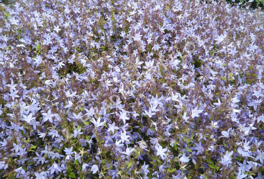 Zvonek Poscharkův 'Silberregen' - Campanula poscharskyana 'Silberregen'