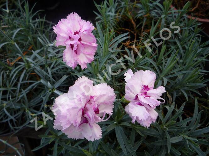 Hvozdík péřitý 'Grans Favorite' - Dianthus plumarius 'Grans Favorite'