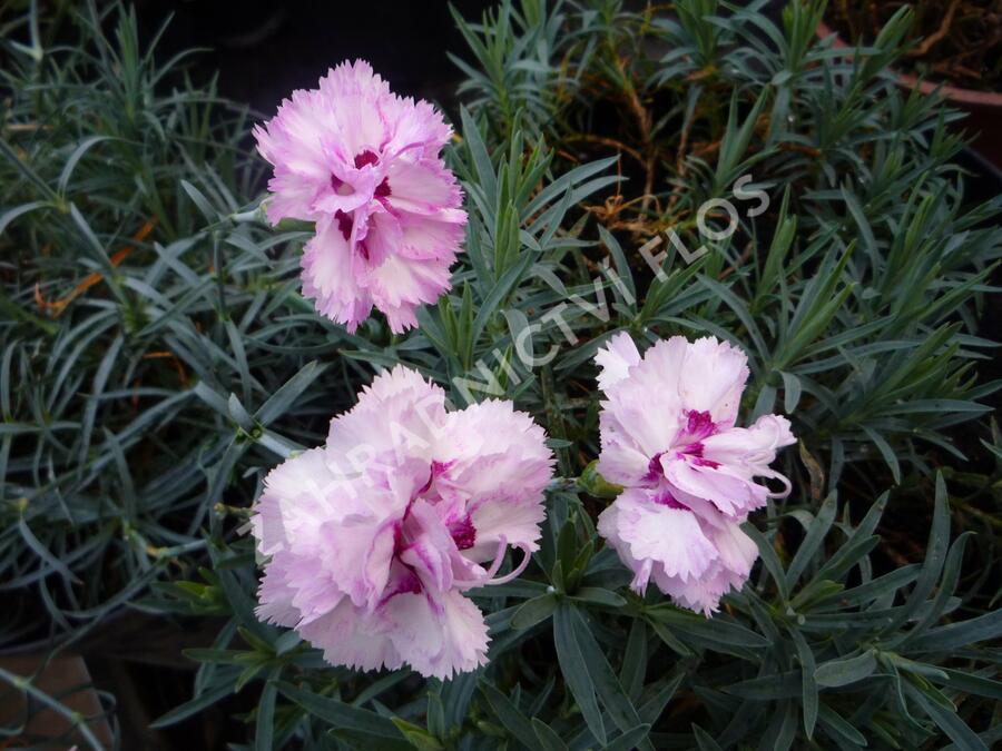 Hvozdík péřitý 'Grans Favorite' - Dianthus plumarius 'Grans Favorite'