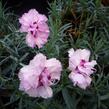 Hvozdík péřitý 'Grans Favorite' - Dianthus plumarius 'Grans Favorite'