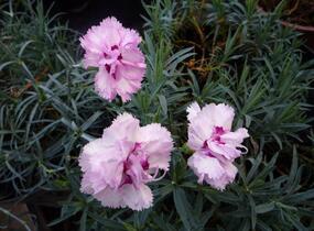 Hvozdík péřitý 'Grans Favorite' - Dianthus plumarius 'Grans Favorite'