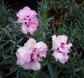 Hvozdík péřitý 'Grans Favorite' - Dianthus plumarius 'Grans Favorite'