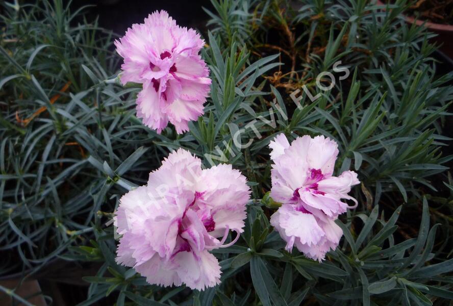 Hvozdík péřitý 'Grans Favorite' - Dianthus plumarius 'Grans Favorite'
