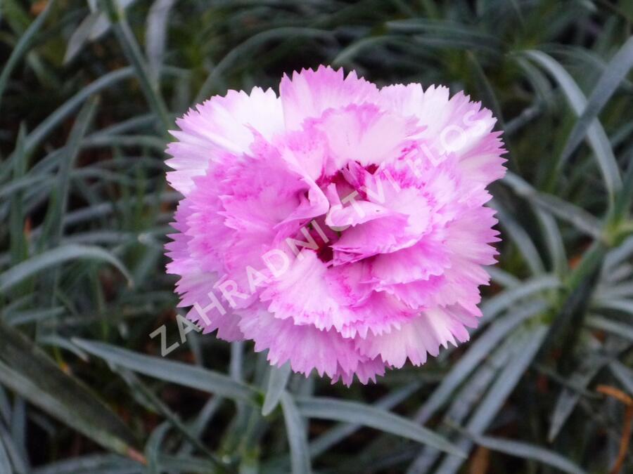 Hvozdík péřitý 'Grans Favorite' - Dianthus plumarius 'Grans Favorite'