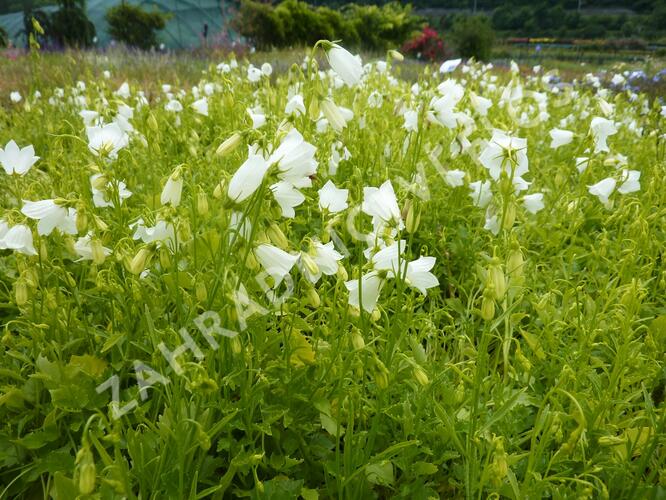 Zvonek lžičkolistý 'White' - Campanula cochleariifolia 'White'