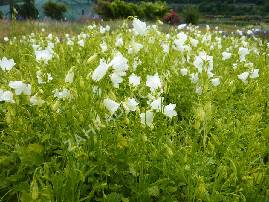 Zvonek lžičkolistý 'White' - Campanula cochleariifolia 'White'