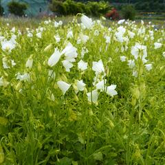 Zvonek lžičkolistý 'White' - Campanula cochleariifolia 'White'