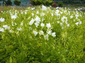 Zvonek lžičkolistý 'White' - Campanula cochleariifolia 'White'