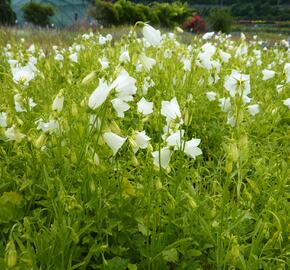 Zvonek lžičkolistý 'White' - Campanula cochleariifolia 'White'