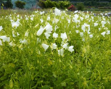 Zvonek lžičkolistý 'White'