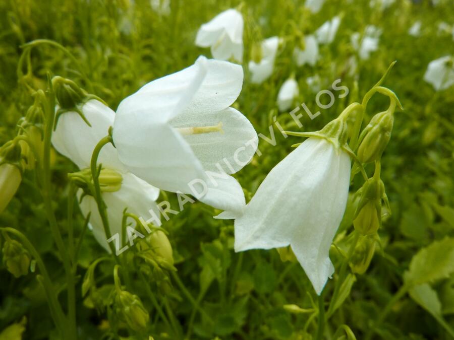 Zvonek lžičkolistý 'White' - Campanula cochleariifolia 'White'