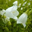 Zvonek lžičkolistý 'White' - Campanula cochleariifolia 'White'