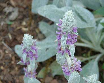 Čistec vlnatý 'Sheila McQueen'