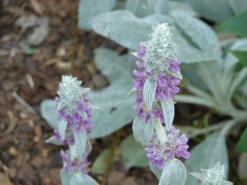 Čistec vlnatý 'Sheila McQueen' - Stachys byzantina 'Sheila McQueen'