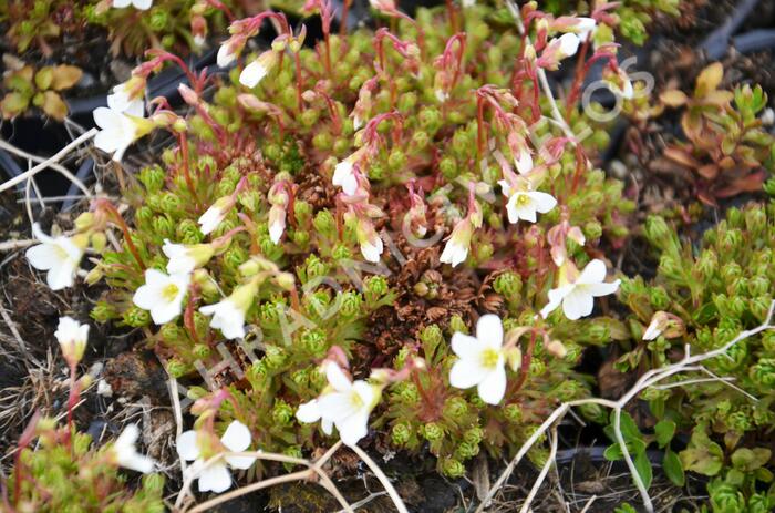 Lomikámen trsnatý 'Findling' - Saxifraga caespitosa 'Findling'