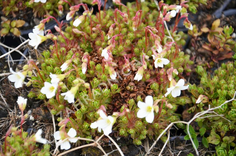 Lomikámen trsnatý 'Findling' - Saxifraga caespitosa 'Findling'