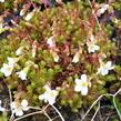 Lomikámen trsnatý 'Findling' - Saxifraga caespitosa 'Findling'