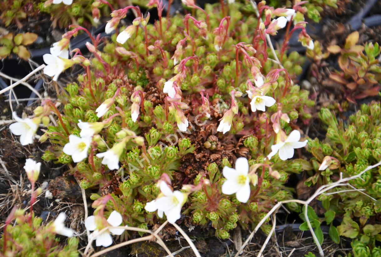 Lomikámen trsnatý 'Findling' - Saxifraga caespitosa 'Findling'