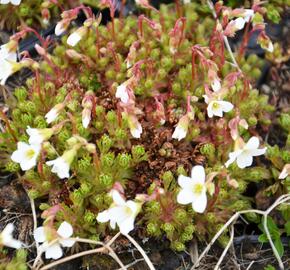 Lomikámen trsnatý 'Findling' - Saxifraga caespitosa 'Findling'