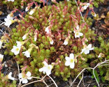 Lomikámen trsnatý 'Findling'