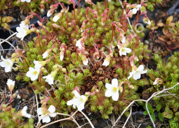 Lomikámen trsnatý 'Findling' - Saxifraga caespitosa 'Findling'