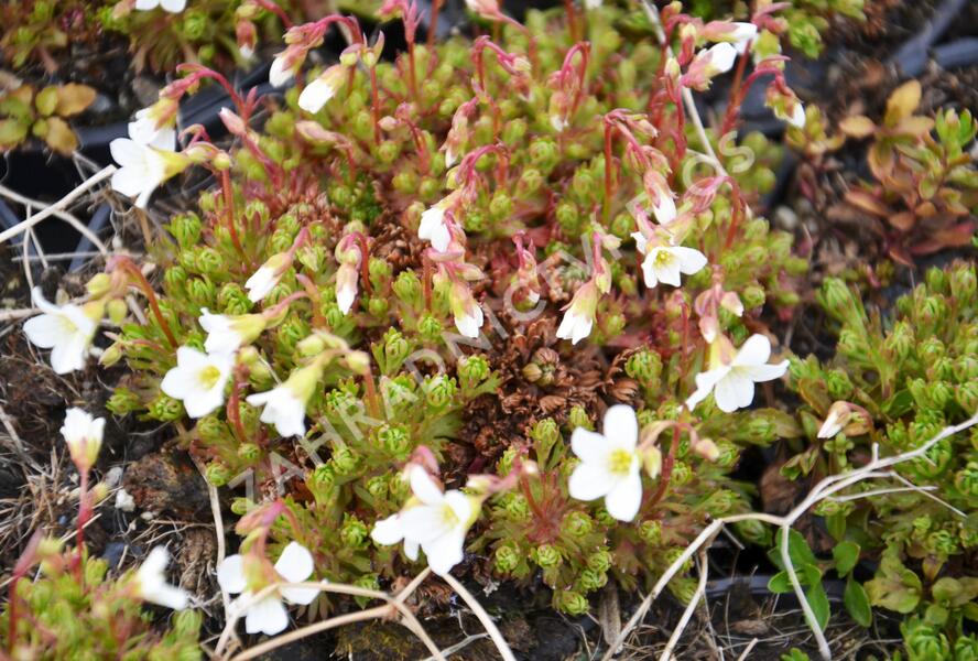 Lomikámen trsnatý 'Findling' - Saxifraga caespitosa 'Findling'