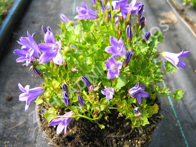 Zvonek lžičkolistý 'Blue Wonder' - Campanula cochleariifolia 'Blue Wonder'