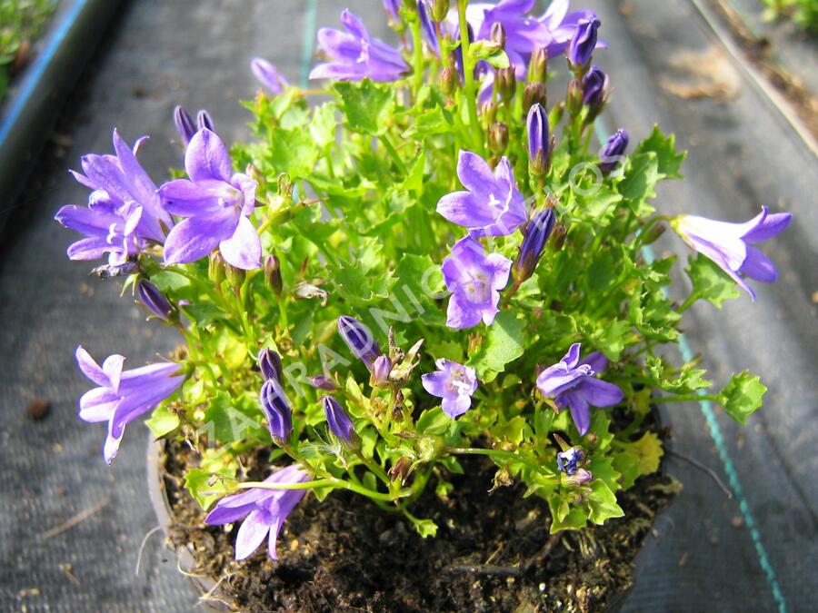 Zvonek lžičkolistý 'Blue Wonder' - Campanula cochleariifolia 'Blue Wonder'