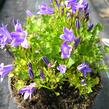 Zvonek lžičkolistý 'Blue Wonder' - Campanula cochleariifolia 'Blue Wonder'