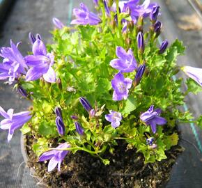 Zvonek lžičkolistý 'Blue Wonder' - Campanula cochleariifolia 'Blue Wonder'