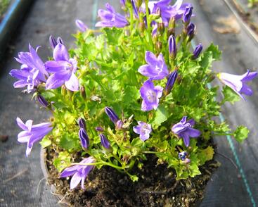 Zvonek lžičkolistý 'Blue Wonder'