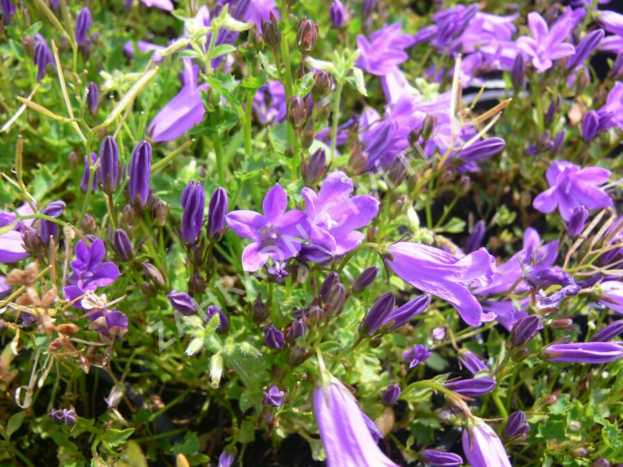 Zvonek lžičkolistý 'Blue Wonder' - Campanula cochleariifolia 'Blue Wonder'