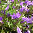 Zvonek lžičkolistý 'Blue Wonder' - Campanula cochleariifolia 'Blue Wonder'
