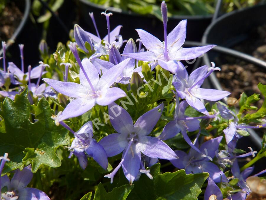Zvonek lžičkolistý 'Blue Wonder' - Campanula cochleariifolia 'Blue Wonder'