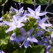 Zvonek lžičkolistý 'Blue Wonder' - Campanula cochleariifolia 'Blue Wonder'