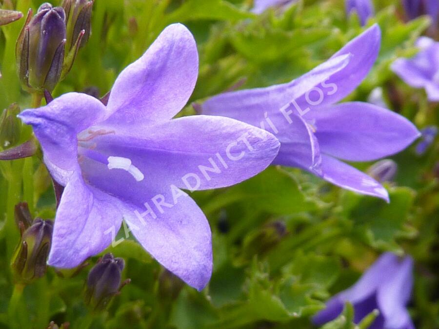 Zvonek lžičkolistý 'Blue Wonder' - Campanula cochleariifolia 'Blue Wonder'