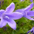 Zvonek lžičkolistý 'Blue Wonder' - Campanula cochleariifolia 'Blue Wonder'